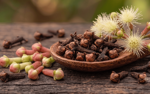 Close up view of dried cloves in a wooden spoon next to fresh blooming clove flowers and green buds on a rustic background.